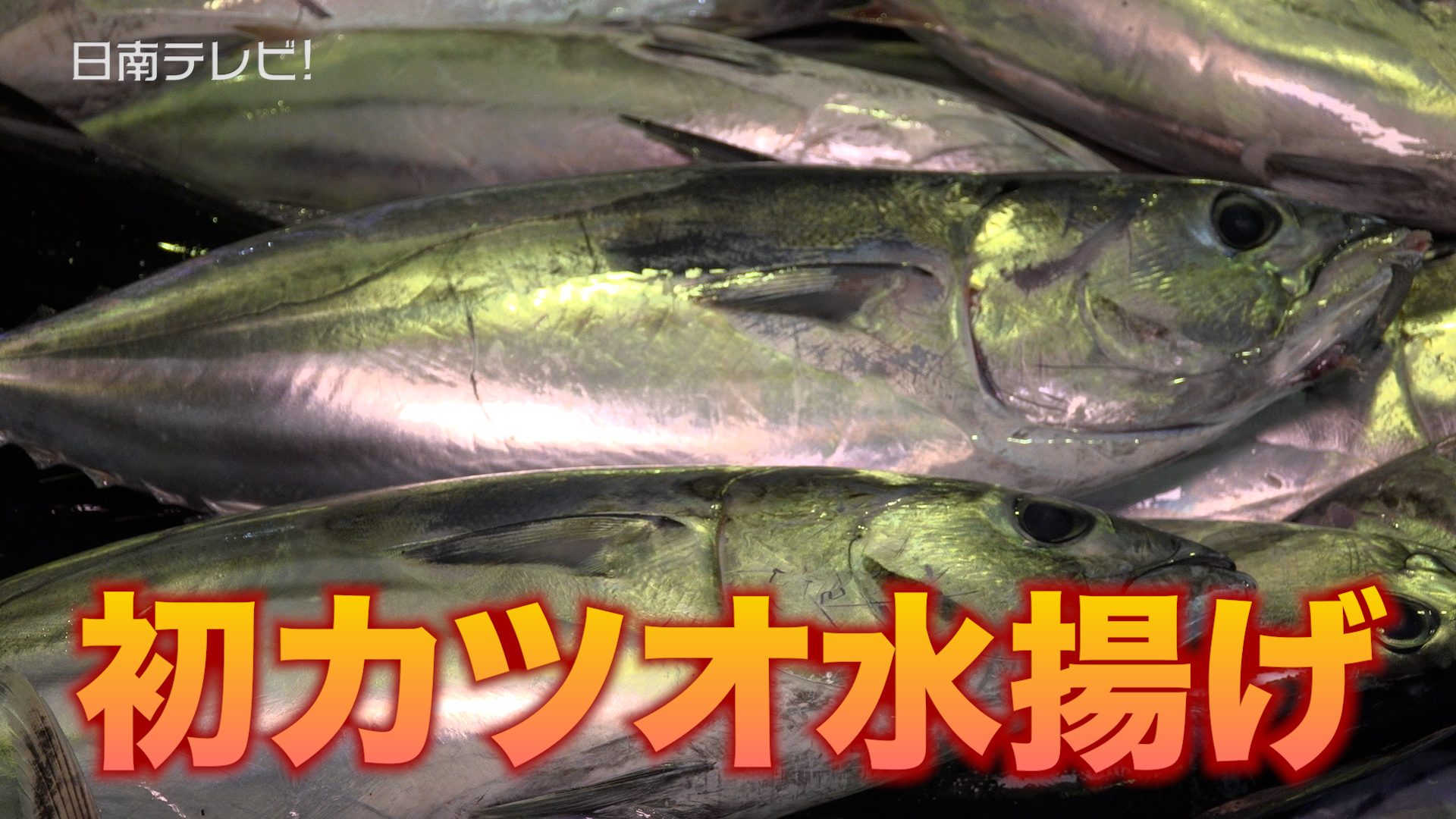 一番船「竜喜丸」帰港　日南かつお一本釣り