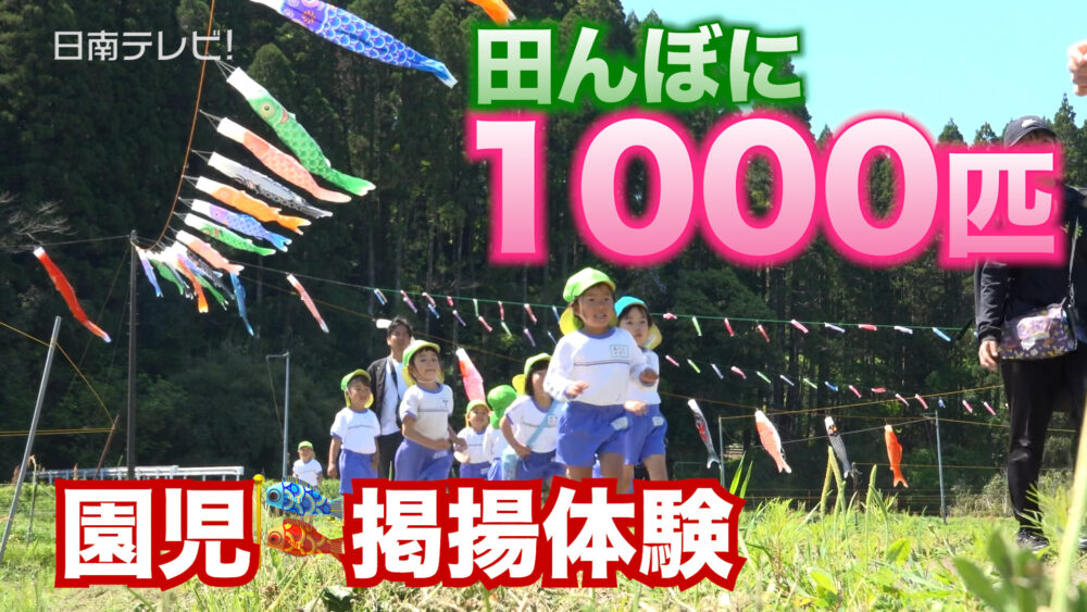 田んぼに1000匹のこいのぼり