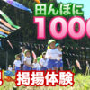 田んぼに1000匹のこいのぼり