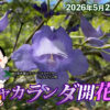 ジャカランダ開花状況2026