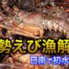 伊勢えび漁解禁！日南市で初水揚げ