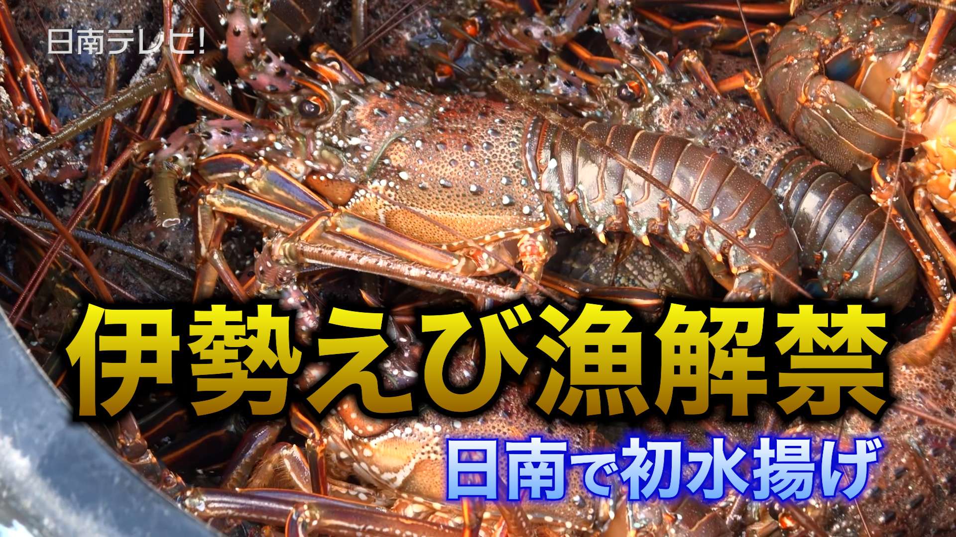 伊勢えび漁解禁！日南市で初水揚げ