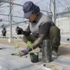 日南市でキュウリの定植