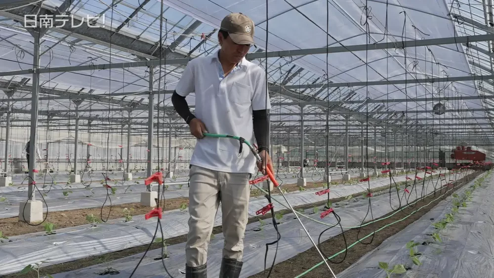 キュウリ苗の水を散布