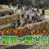 坂元棚田で４年ぶりの稲刈り体験