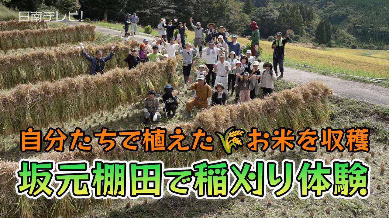 坂元棚田で４年ぶりの稲刈り体験